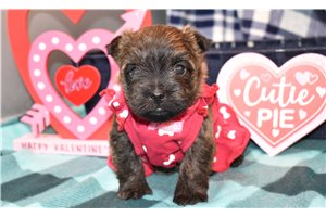 Ophelia - Cairn Terrier for sale
