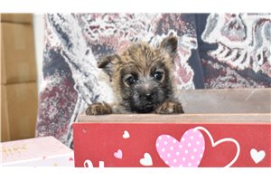 Andy - Cairn Terrier for sale