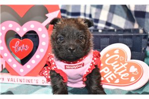 Olivia - Cairn Terrier for sale