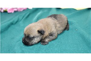 Rusty - Cairn Terrier for sale