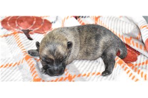 Zane - puppy for sale