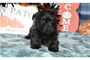Zena - puppy for sale