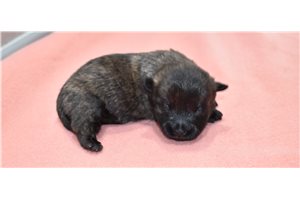 Daisy - Cairn Terrier for sale