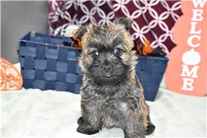 Sophie - puppy for sale