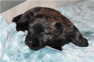 Lincoln - puppy for sale