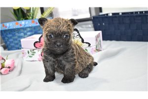 Jazlyn - Cairn Terrier for sale