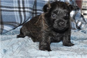 Eve - Cairn Terrier for sale