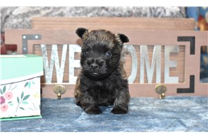 Jaysen - Cairn Terrier for sale