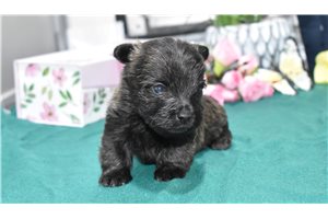 Daisy - Cairn Terrier for sale