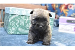 Jediah - Cairn Terrier for sale