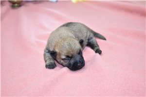 Oscar - Cairn Terrier for sale