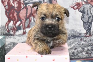 Eli - Cairn Terrier for sale