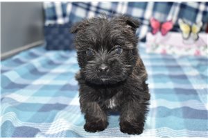 Molly - Cairn Terrier for sale