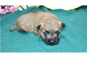 Oscar - Cairn Terrier for sale