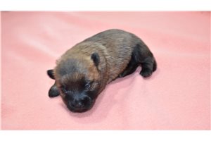 Heather - Cairn Terrier for sale