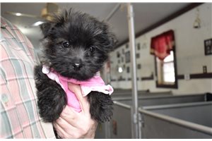 Lacey - Cairn Terrier for sale