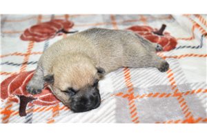 Bryan - Cairn Terrier for sale