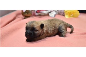 Walker - Cairn Terrier for sale