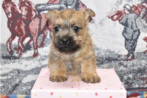 Kaleb - Cairn Terrier for sale