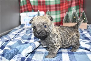 Ethan - Cairn Terrier for sale