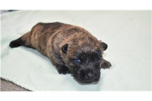 Shasta - Cairn Terrier for sale