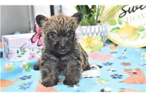 Emma - Cairn Terrier for sale