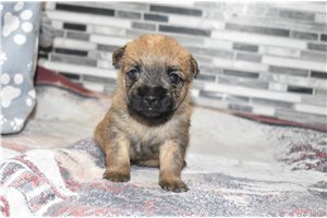 Sophia - Cairn Terrier for sale