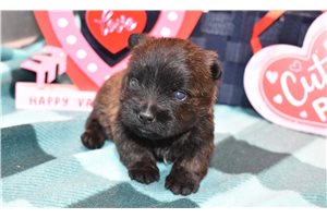 Molly - Cairn Terrier for sale