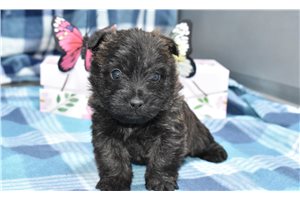 Jazz - Cairn Terrier for sale