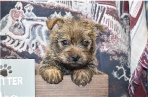 Liam - Cairn Terrier for sale