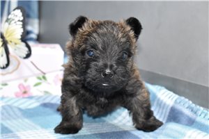 Luke - Cairn Terrier for sale