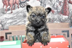 Paisley - Cairn Terrier for sale