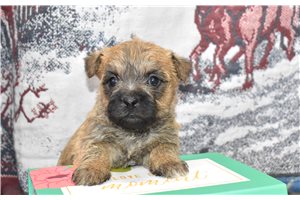 Ella - Cairn Terrier for sale
