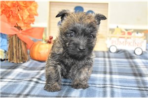 Shasta - Cairn Terrier for sale