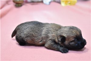 Vincent - Cairn Terrier for sale