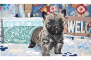 Sabrina - puppy for sale