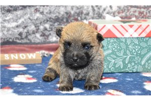 Luna - Cairn Terrier for sale