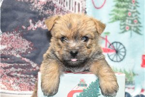 Elijah - Cairn Terrier for sale