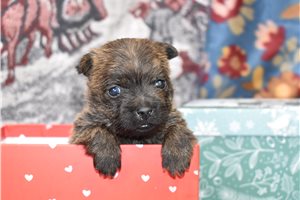 Levi - Cairn Terrier for sale