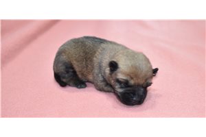 Rusty - Cairn Terrier for sale