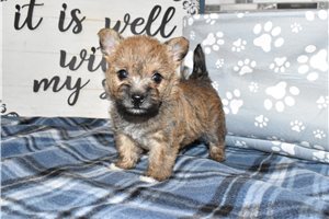 Sadie - Cairn Terrier for sale