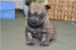 Rusty - Cairn Terrier for sale