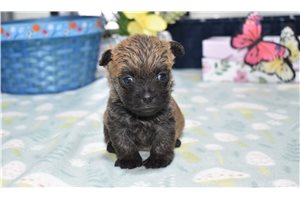 Brittany - Cairn Terrier for sale