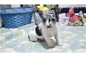 Sage - Chihuahua for sale