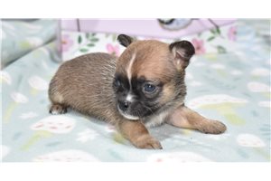 Teagen - Chihuahua for sale