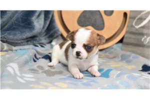 Victoria - Chihuahua for sale