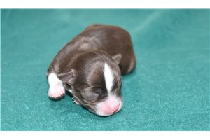 Archie - Chihuahua for sale