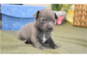 Luke - puppy for sale