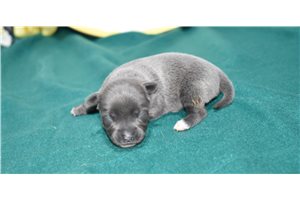 Lavender - puppy for sale