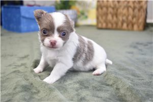 Kingston - Chihuahua for sale